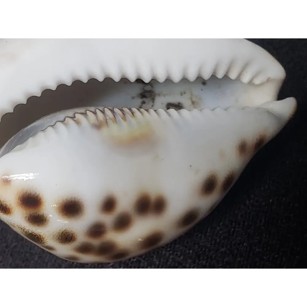 Aquarius Astrology January 20 -  February 20 Tiger Cowrie Seashell Horoscope
